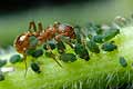 w�cieklica (myrmica)