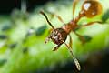 w�cieklica (myrmica)