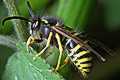 Dolichovespula sylvestris (osa Le�na)