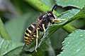 Dolichovespula sylvestris (osa Le�na)