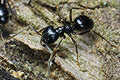 Lasius fuliginosus (kartoniarka czarna)