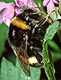 bombus pratorum (trzmiel ziemny)