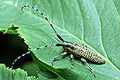 Agapanthia villosoviridescens (Zgrzytnica zelonkawow�osa)
