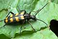 Leptura guadrifasciata (Baldurek pregowany)