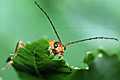 Cantharis cryptica