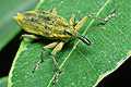 Lixus iridis (Kulczanka kosa�c�wka)
