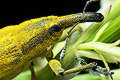Lixus iridis (Kulczanka kosa�c�wka)