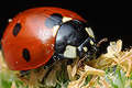 Coccinella septempunctata (Biedronka siedmiokropka)