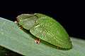 Cassida viridis (Tarczyk zielony)