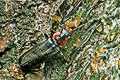 Cantharis fusca (Omomi�ek szary)
