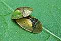 Cassida vibex