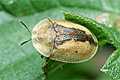 Cassida vibex