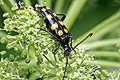 Leptura guadrifasciata (Baldurek pregowany)