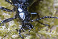 Meloe violaceus (Oleica fioletowa)