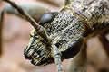 Rhagium inquistor (R�bacz pstry)