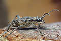rhagium inquistor (r�bacz pstry)