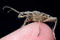 rhagium inquistor (r�bacz pstry)