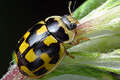 Propylea quatuodecimunctata (Wrzeci��ka)