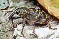 Hylobius abietis (Szeliniak sosnowiec)