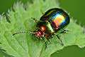 Dlochrysa fastuosa (Z�otka jasnotowa)
