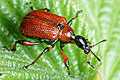 Apoderus coryli (Oszynda leszczynowiec)