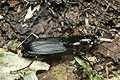 Pterostichus niger (Szyko� czarny)