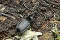 Pterostichus niger (Szyko� czarny)