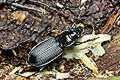 Pterostichus niger (Szyko� czarny)