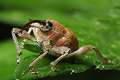 Curculio nucum (S�onik orzechowiec)