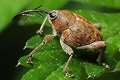 Curculio nucum (S�onik orzechowiec)