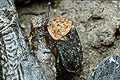 Oeceoptoma thoracica (�cierwiec)