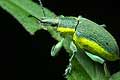 Ziele�czyk zielonawy (Chlorophanus viridis) 