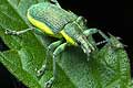 Ziele�czyk zielonawy (Chlorophanus viridis) 