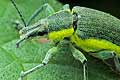 Ziele�czyk zielonawy (Chlorophanus viridis) 