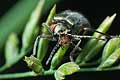 Malachius bipustulatus (B�blik dwuplamek)
