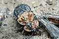 Oeceoptoma thoracica (�cierwiec)
