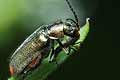 Malachius bipustulatus (B�blik dwuplamek)