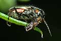 Malachius bipustulatus (B�blik dwuplamek)