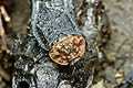 Oeceoptoma thoracica (�cierwiec)