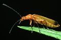 Rhagonycha fulva (Zmi�k ��ty)