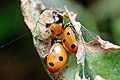 Coccinella septempunctata (Biedronka siedmiokropka)