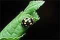 Propylea quatuodecimunctata (Wrzeci��ka)