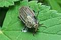 Blitophaga opaca (Omarliniec w�ochaty)