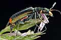 Malachius bipustulatus (B�blik dwuplamek)