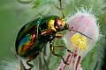 Dlochrysa fastuosa (Z�otka jasnotowa)