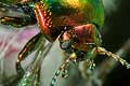Dlochrysa fastuosa (Z�otka jasnotowa)