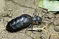 Meloe violaceus (Oleica fioletowa)