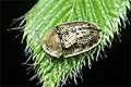 Cassida nebulosa (Tarczyk mg�awy [p�owy])