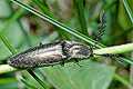 Ctenicera pectinicornis (Zaciosek grzebykoczu�ki)