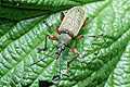Phyllobius (Nali�ciak)